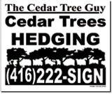 Cedar Trees Hedging Design